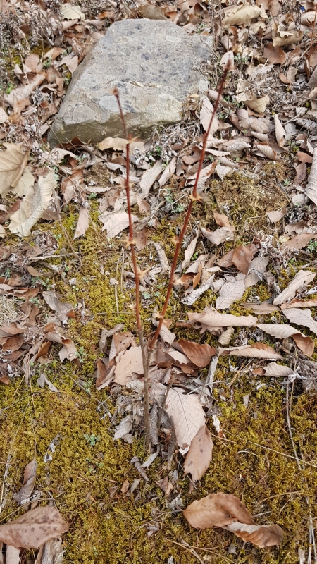 da89846a549bb9bb3e97b71fa3e221be_1553495852_1977.jpg da89846a549bb9bb3e97b71fa3e221be_1553495852_1977.jpg