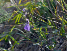  width=100%></a></td></tr><tr><td height=1 bgcolor=#cccccc></td></tr><tr><td bgcolor=#f3f3f3 align=center height=22><a href=